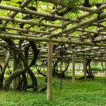 Architetto e natura